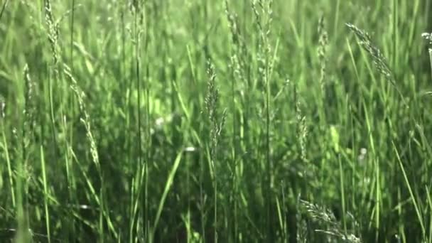 Grönt Gräs Bakgrund Grönt Fält Video — Stockvideo