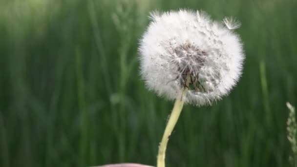 Beautiful White Dandelion Flower Growing Green Lawn — Stock Video