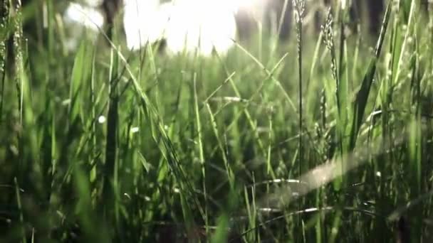 Grünes Gras Hintergrund Auf Der Grünen Wiese Video — Stockvideo