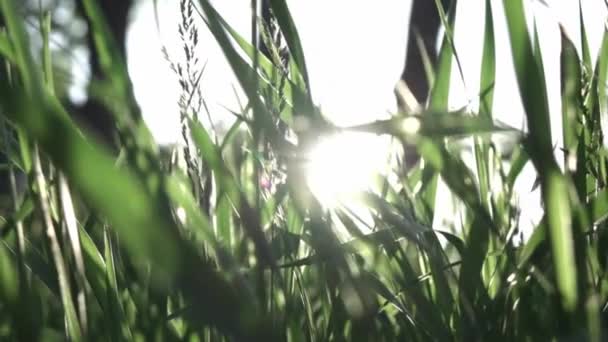 Grünes Gras Hintergrund Auf Der Grünen Wiese Video — Stockvideo