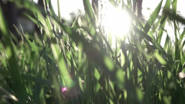 Grünes Gras Hintergrund Auf Der Grünen Wiese Video — Stockvideo