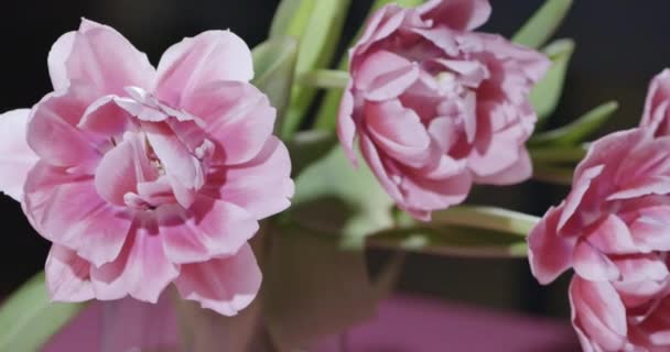 Roze Tulpen Met Groene Bladeren Glazen Vaas Donkere Achtergrond — Stockvideo