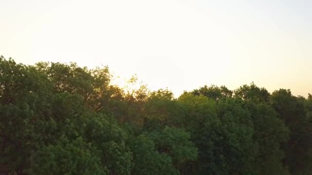 Letecký Pohled Zelené Letní Polí Stromů Při Východu Slunce — Stock video