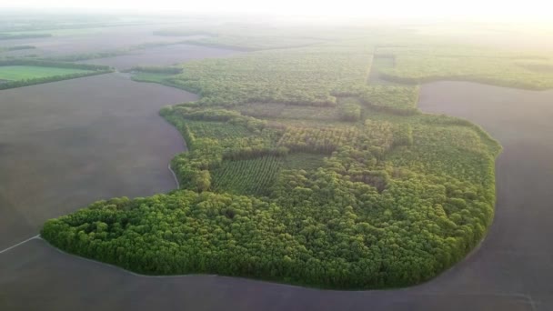 森林や田園地帯 田園地帯の風景の空撮 — ストック動画