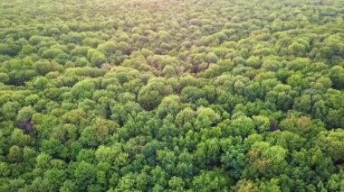 yeşil orman, ayrılmaz doğal ekolojik çevre, güzel doğal arka plan havadan görünümü