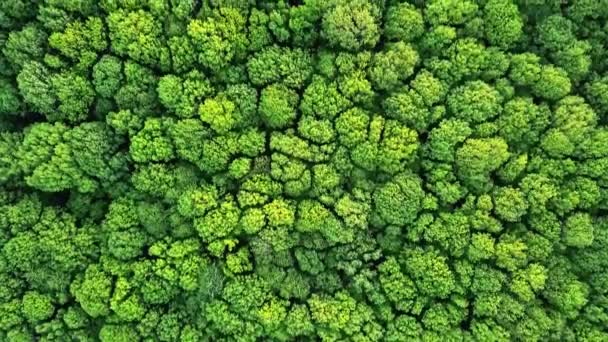 Luchtfoto Van Integraal Ecologische Natuur Groene Bossen Mooie Natuurlijke Achtergrond — Stockvideo