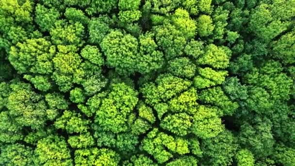 Vista Aerea Della Foresta Verde Ambiente Ecologico Naturale Integrale Bellissimo — Video Stock