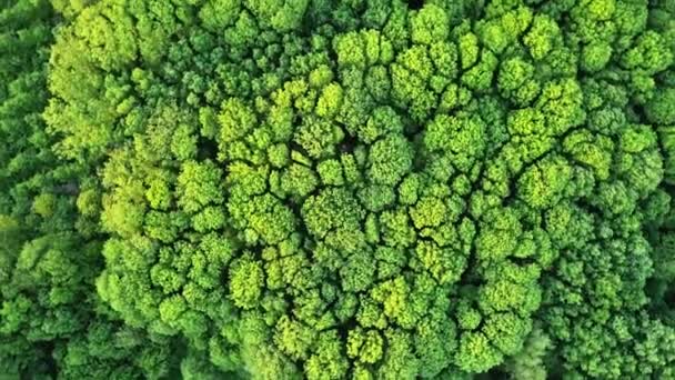 Vista Aérea Del Bosque Verde Entorno Ecológico Natural Integral Hermoso — Vídeo de stock