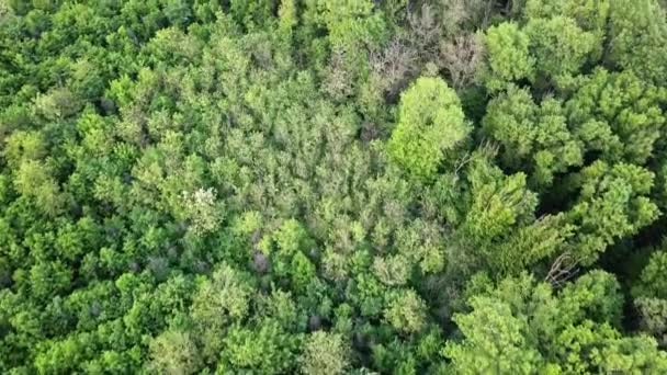 緑の森 不可欠な自然環境 美しい自然な背景の空撮 — ストック動画