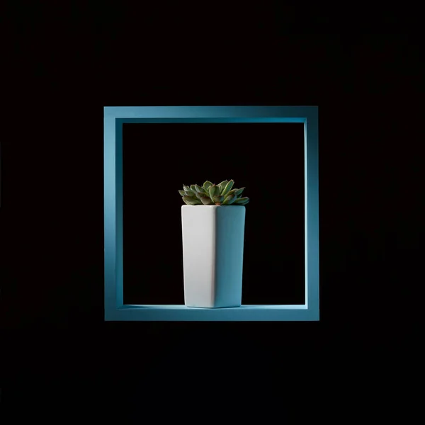 Planta Suculenta Verde Echeveria Marco Cuadrado Azul Sobre Fondo Negro —  Fotos de Stock