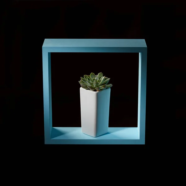 Groene Succulente Installatie Echeveria Blauwe Vierkante Frame Zwarte Achtergrond — Stockfoto