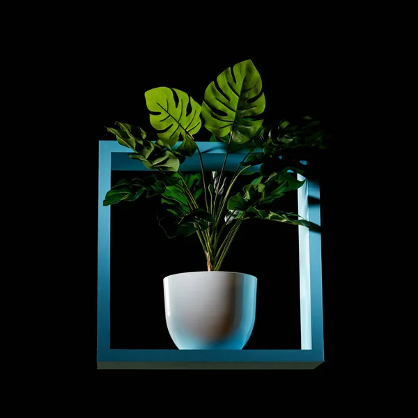 Plante Intérieur Monstera Verte Pot Fleurs Céramique Dans Cadre Bois — Photo