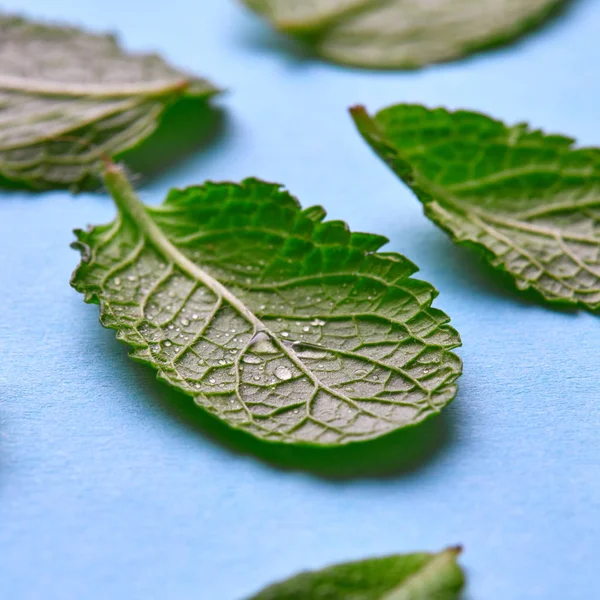 Creative Composition Fresh Green Mint Leaves Blue Background — Stock Photo, Image