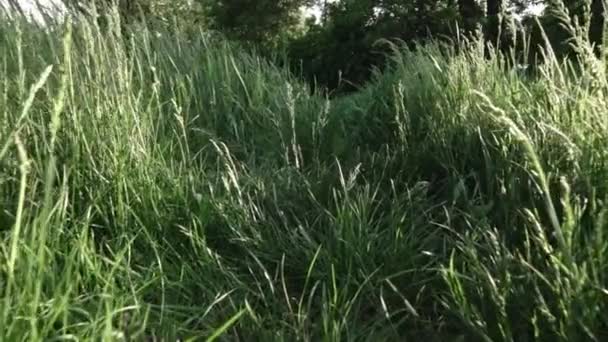 グリーン フィールド ビデオの背景を緑の草 — ストック動画