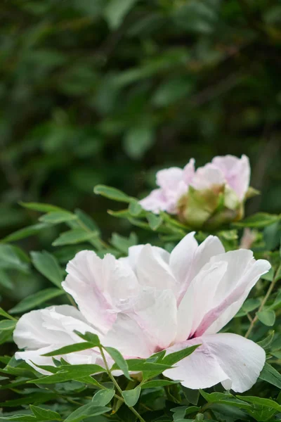 Hermosas Flores Peonía Blanca Creciendo Jardín — Foto de Stock