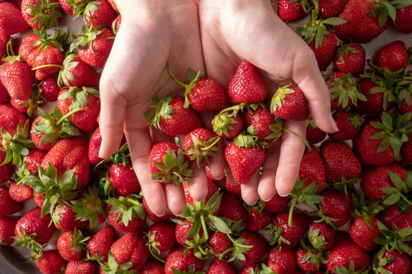 Female Hands Holding Juicy Ripe Organic Strawberries — Stock Photo, Image