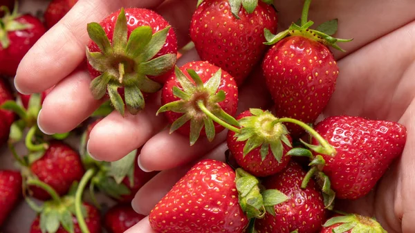 Weibliche Hände Halten Saftige Reife Bio Erdbeeren — Stockfoto