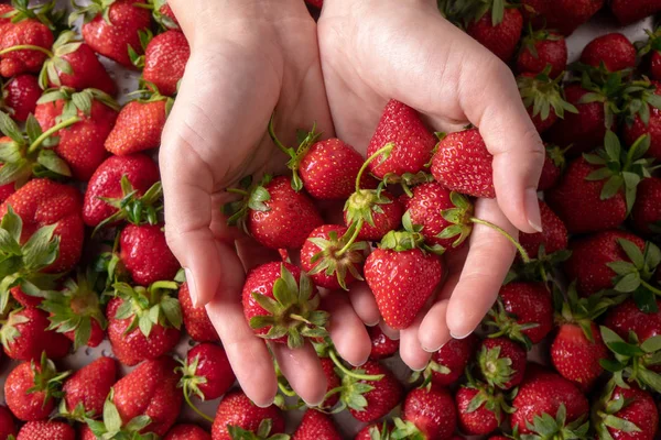 Female Hands Holding Juicy Ripe Organic Strawberries — Stock Photo, Image