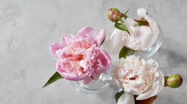 cam vazoda yeşil yaprakları ile pembe şakayık çiçekleri