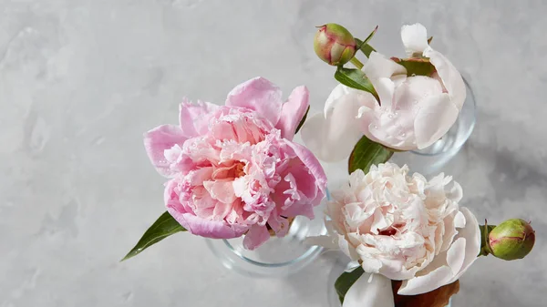 Rosa Pfingstrosenblüten Mit Grünen Blättern Glasvase — Stockfoto
