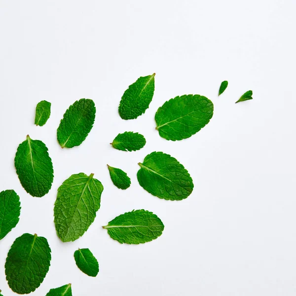 Composição Criativa Folhas Hortelã Verde Fresco Alecrim Fundo Branco — Fotografia de Stock