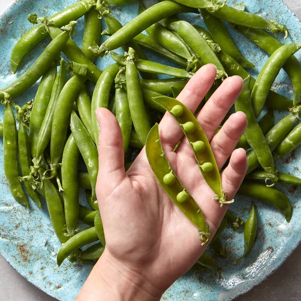 女性の手は青いプレートに摘みたてのきれいな野菜の上若いエンドウ豆スティック開設自然な健康的なベジタリアンの概念 トップ ビュー — ストック写真