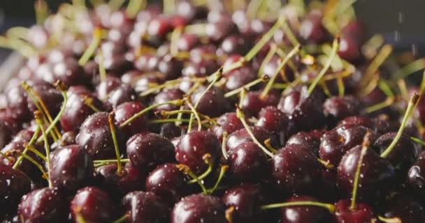 Pile Fresh Wet Ripe Cherries Video — Stock Video