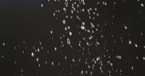 Wassertropfen Und Frische Blaubeeren Fallen Vor Schwarzem Hintergrund — Stockvideo
