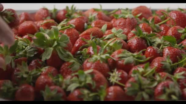 新鮮な熟したイチゴの山ビデオ — ストック動画