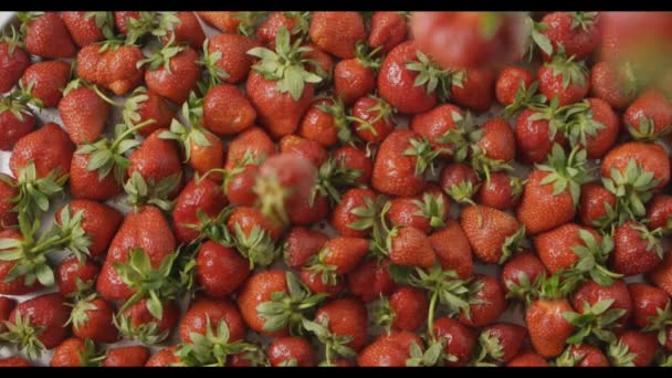 Pila Fresas Frescas Maduras Video — Vídeos de Stock