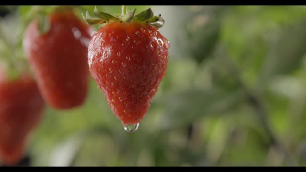 Verse Rijpe Aardbeien Groeien Regenachtige Tuin Video — Stockvideo