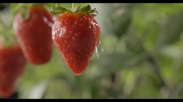 新鮮な熟したイチゴ 雨の庭 成長するビデオ — ストック動画