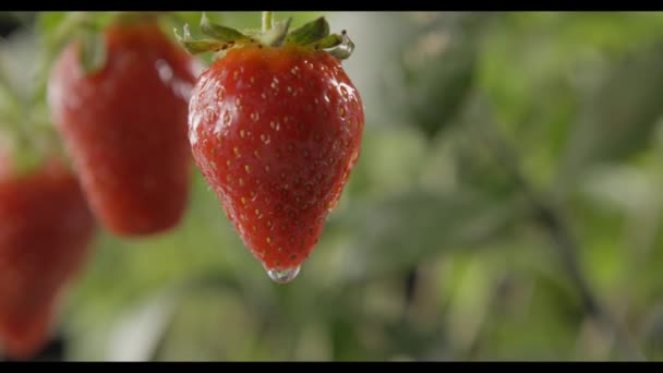 Fresh Ripe Strawberries Growing Rainy Garden Video — Stock Video