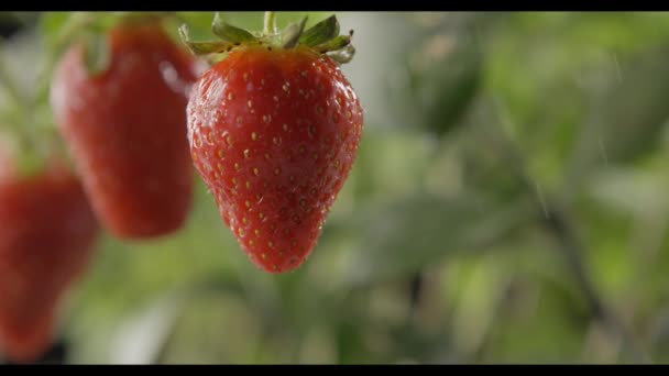 新鮮な熟したイチゴ 雨の庭 成長するビデオ — ストック動画