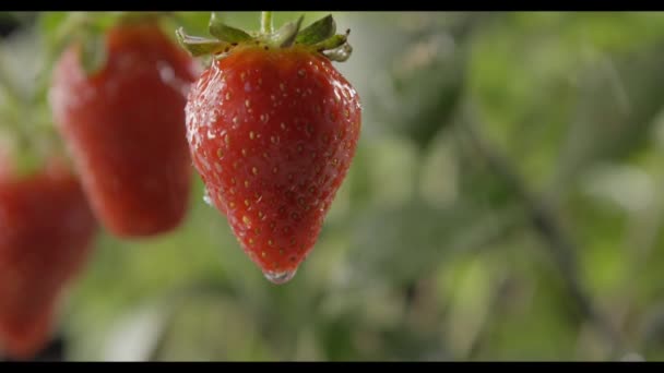 Φρέσκες Φράουλες Ώριμες Αυξάνεται Στον Κήπο Των Βροχών Βίντεο — Αρχείο Βίντεο