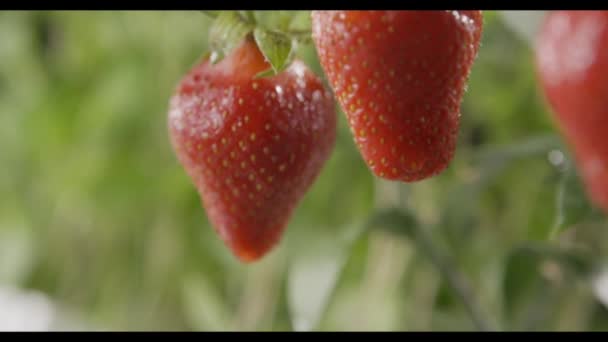 Verse Rijpe Aardbeien Groeien Regenachtige Tuin Video — Stockvideo
