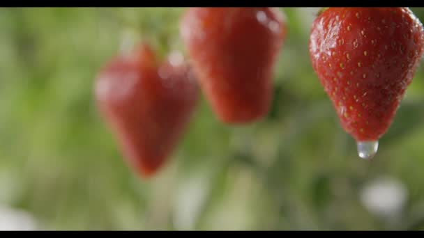 Fresas Maduras Frescas Que Crecen Jardín Lluvioso Vídeo — Vídeo de stock