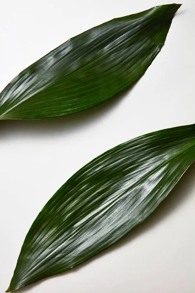 Ovanifrån Tropiska Vintergröna Blad Med Grafisk Randig Textur Isolerad Vit — Stockfoto