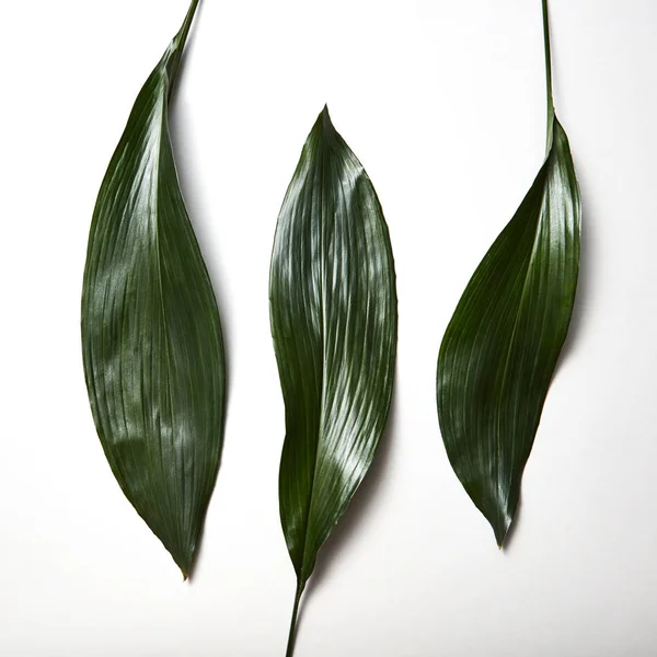 Vista Superior Folhas Verdes Tropicais Com Uma Textura Listrada Gráfica — Fotografia de Stock