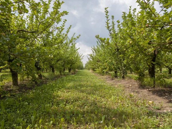 今すぐ環境に優しいフルーツ リンゴ園曇り空の背景に対して収穫前に Selsk ガーデン — ストック写真
