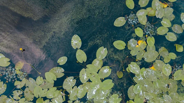 Vista Aérea Lagoa Com Flores Aquáticas Amarelas Folha Verde Erva — Fotografia de Stock
