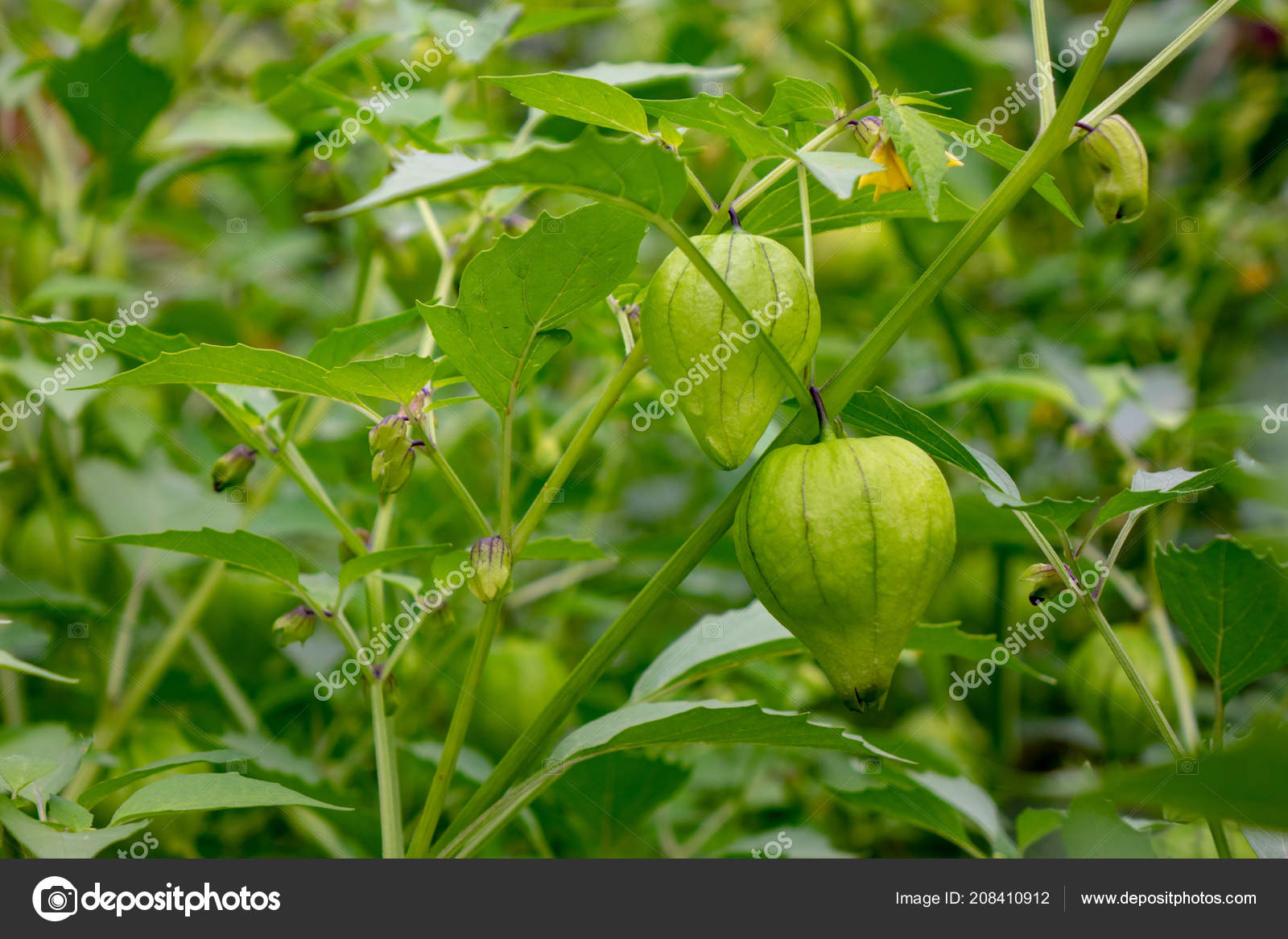 Eco Friendly Unripe Fruit Physalis Branch Summer Farm Garden
