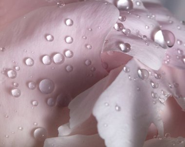 temiz çiğ damlaları ile hassas hafif pembe şakayık çiçeği 