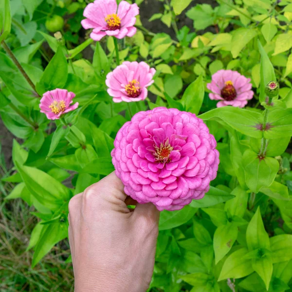 Ręka Mężczyzny Posiada Różowy Kwiat Cynia Wytworna Lub Dur Kwietnik — Zdjęcie stockowe