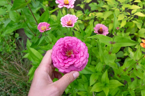 Чоловіча Рука Тримає Рожеву Квітку Цинія Елегантних Або Майора Прекрасна — стокове фото