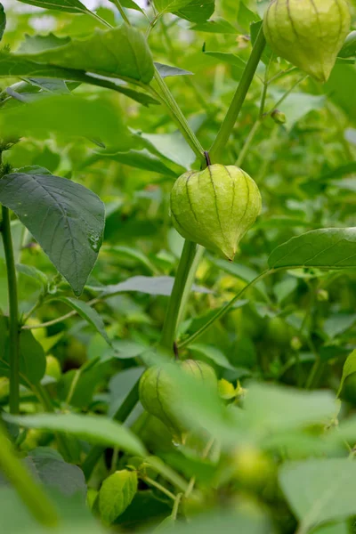 Organic Physalis Branches Green Berries Physalis Summer Garden — Stock Photo, Image