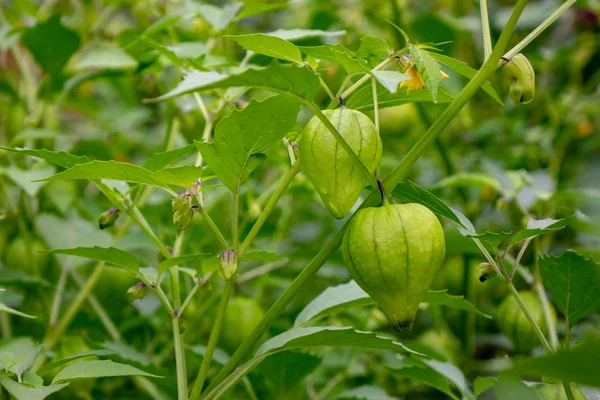 Eco Friendly Unripe Fruit Physalis Branch Summer Farm Garden Concept — Stock Photo, Image