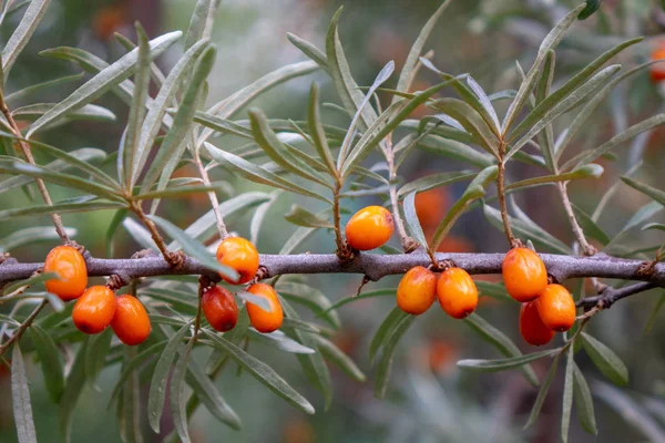 Gren Med Saftigt Mogna Havtorn Bär Sommar Trädgård Miljövänliga Hälsosam — Stockfoto