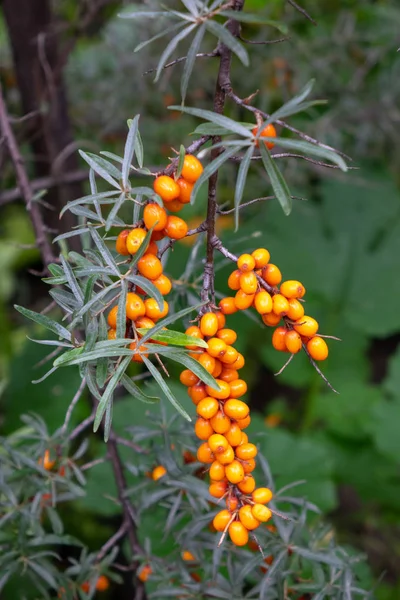 Ramo Com Suculentas Bagas Maduras Mar Buckthorn Jardim Verão Comida — Fotografia de Stock