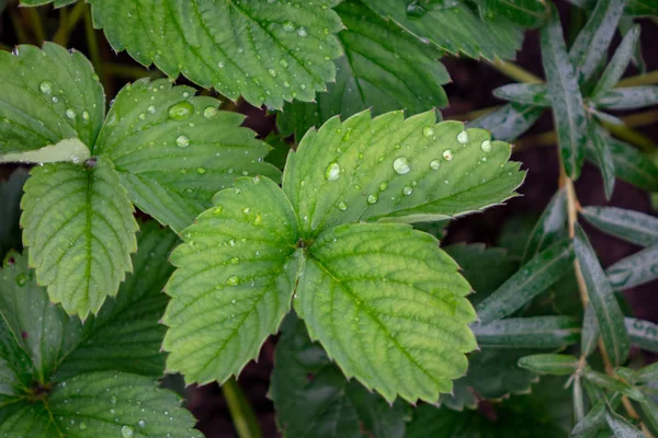 Morango Sai Jardim Após Chuva Com Gotas Água Vista Superior — Fotografia de Stock